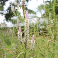 Celosia argentea L.